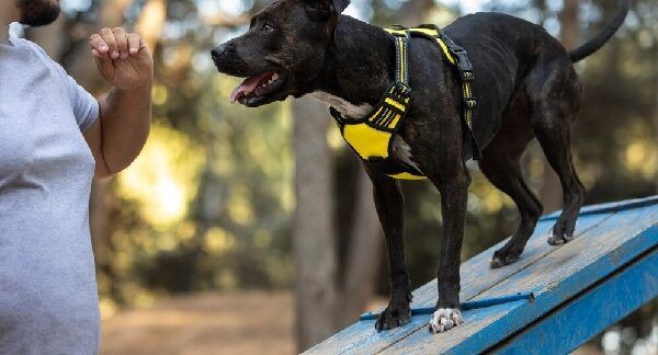 Los 10 mejores adiestradores de perros en Barcelona