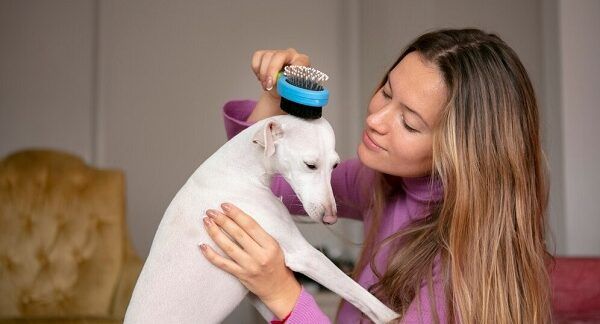 Las 10 mejores peluquerías caninas en Madrid